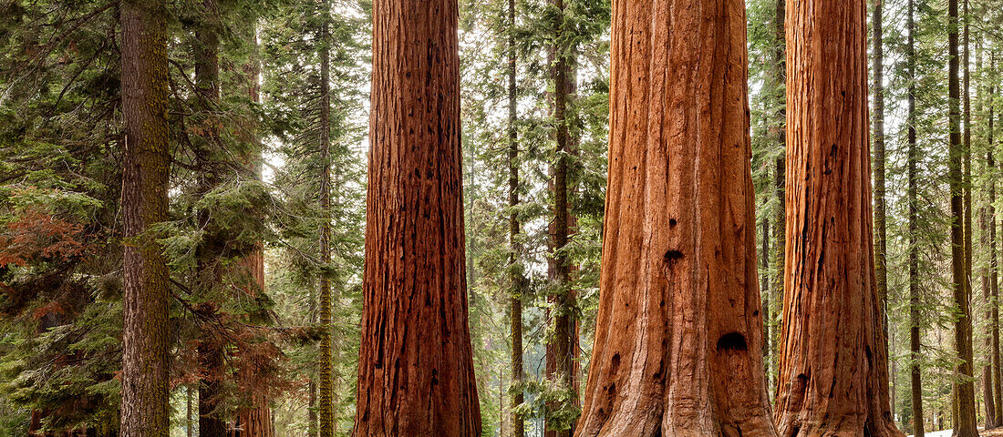USA, California, Sequoia National Park, Panoramic view of giant sequoia trees ()