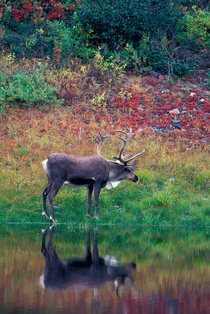 Nordamerika, USA, Denali NP, Karibu (Rangifer tarandus)