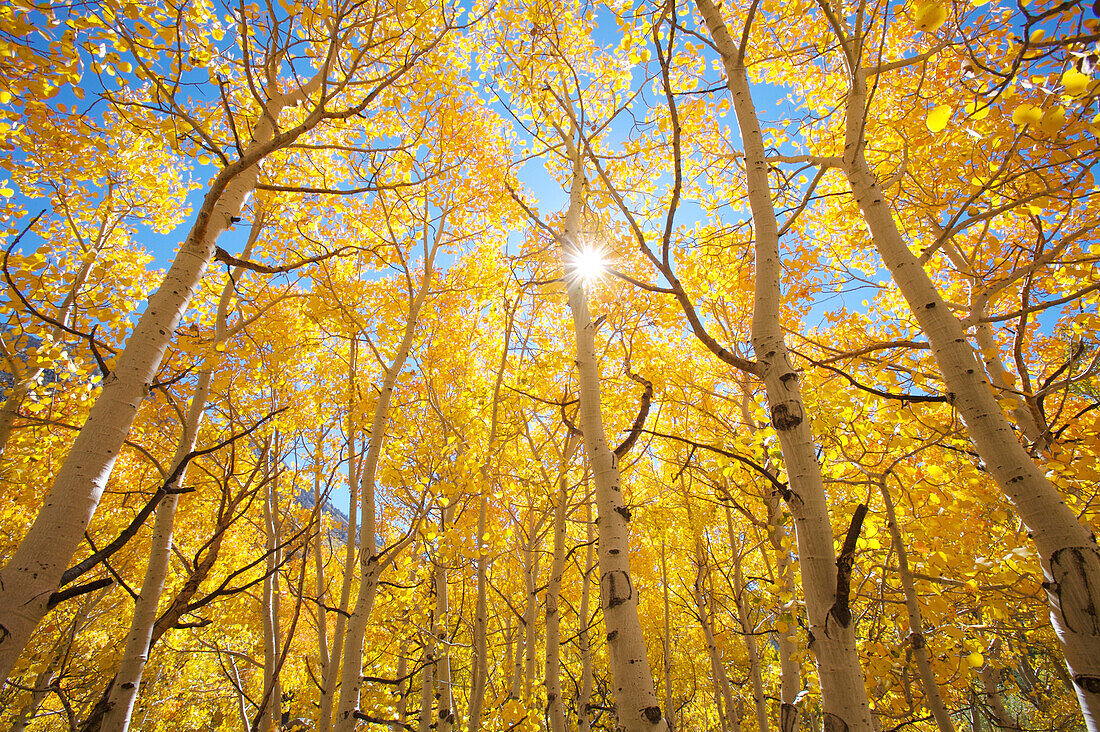 USA, Kalifornien, Berge der Sierra Nevada. Herbstfarben von Espenbäumen bei strahlendem Sonnenschein