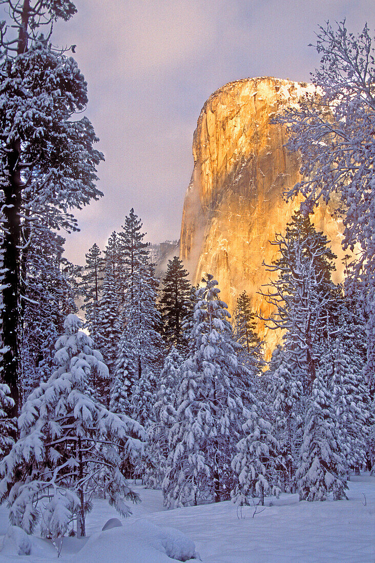 USA, California, Yosemite National Park. El Capitan lit by sunlight
