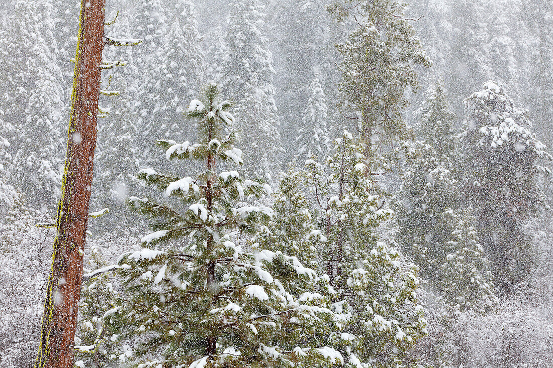 USA, Kalifornien, Oakhurst. Tannen im Schneefall