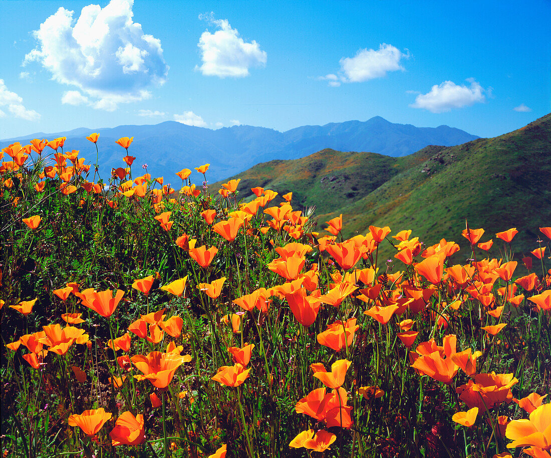 USA, California, Lake Elsinore. California poppies covering a hillside