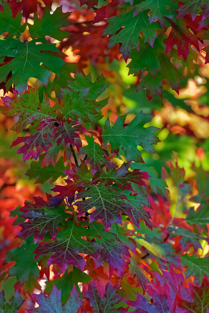 USA, Kalifornien. Roteichenblätter im Herbst