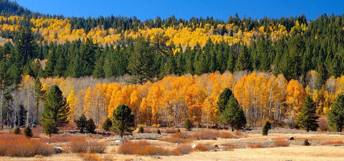 Espen und Evergreens erhellen einen Herbsttag in Hope Valley, Kalifornien
