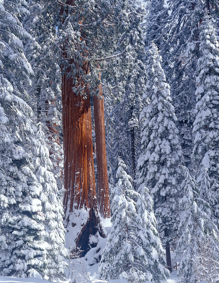 Schneebedeckter Wald, Sequia Kings Canyon National Park, Kalifornien