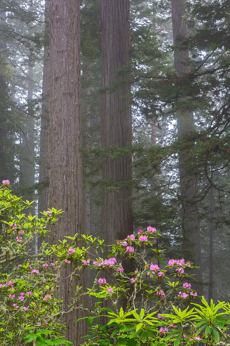 Kalifornien, Del Norte Coast Redwoods State Park, Mammutbäume mit Rhododendren