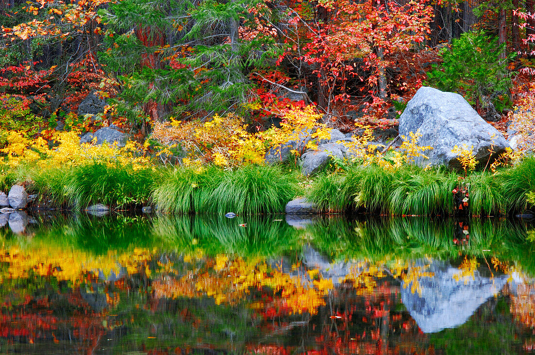 Fall color and grasses along the Merced River, Yosemite Valley, Yosemite National Park, California, USA.