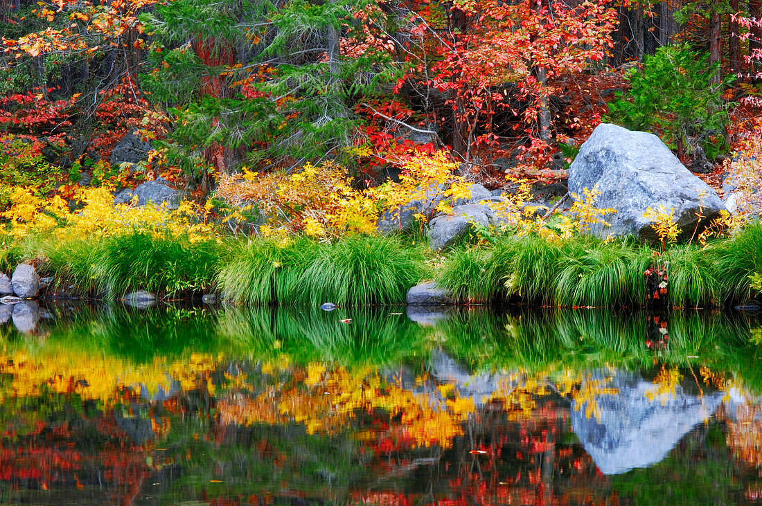 Herbstfarben und Gräser entlang des Merced River, Yosemite Valley, Yosemite-Nationalpark, Kalifornien, USA.