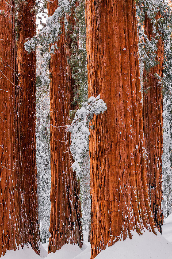 Giant Sequoia im Congress Grove im Winter, Giant Forest, Sequoia National Park, Kalifornien, USA.