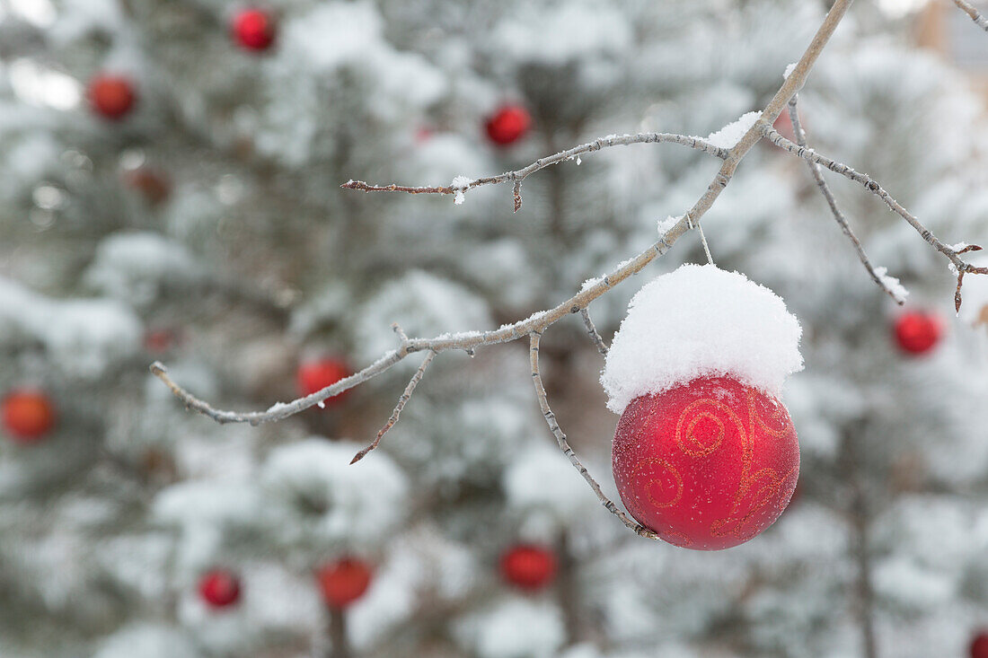 USA, Colorado. Fresh snowfall on trees and Christmas ornaments