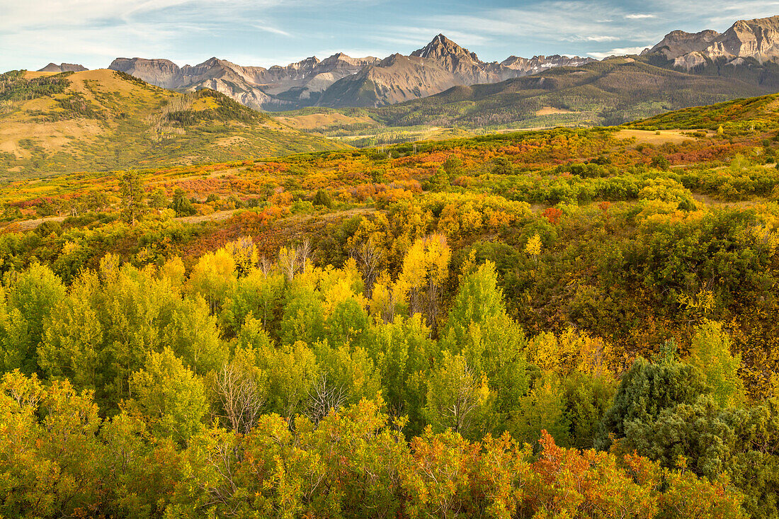 USA, Colorado, Gunnison National Forest. Espenwald im Herbst