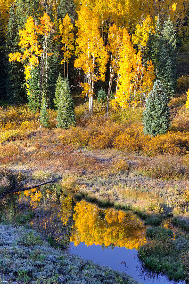 USA, Colorado, Rocky Mountains. Autumn forest reflections in beaver pond.