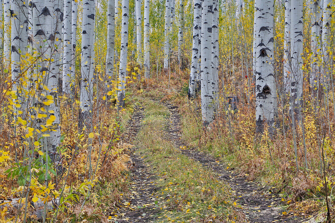 McClure Pass, Colorado with trail in grove of aspen trees.