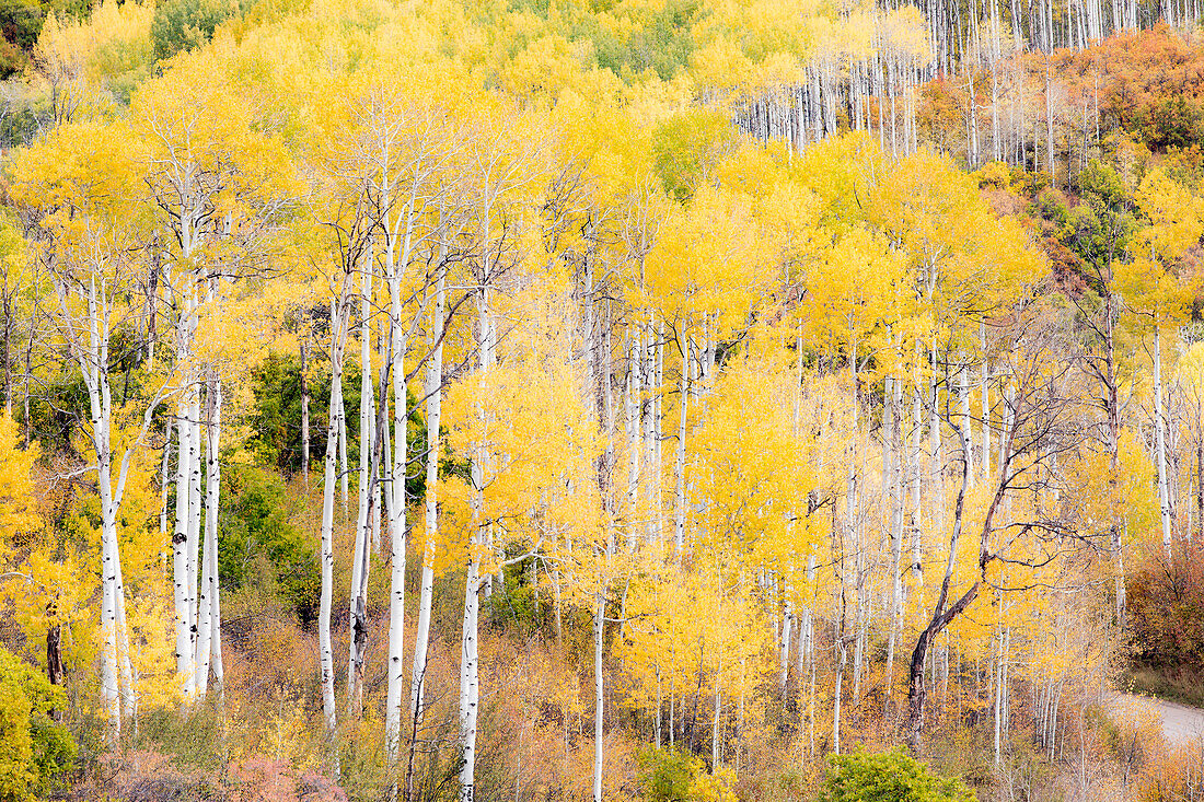 Aspen groves Kebler Pass Autumn.