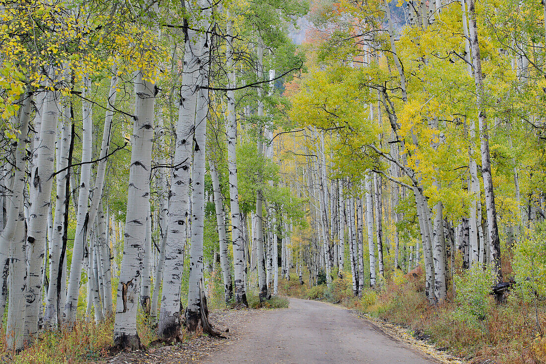 Feldweg und Herbst farbige Espen, Ohio Pass, Colorado