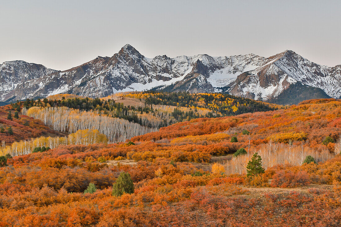 San Juan Mountains von der Dallas Divide Morgenlicht auf Herbst farbige Oak and Aspen, Colorado.