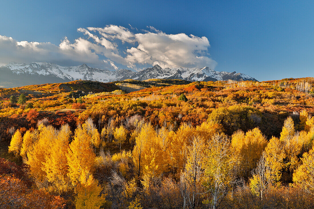 San Juan Mountains from the Dallas Divide morning light on fall colored Oak and Aspen, Colorado.