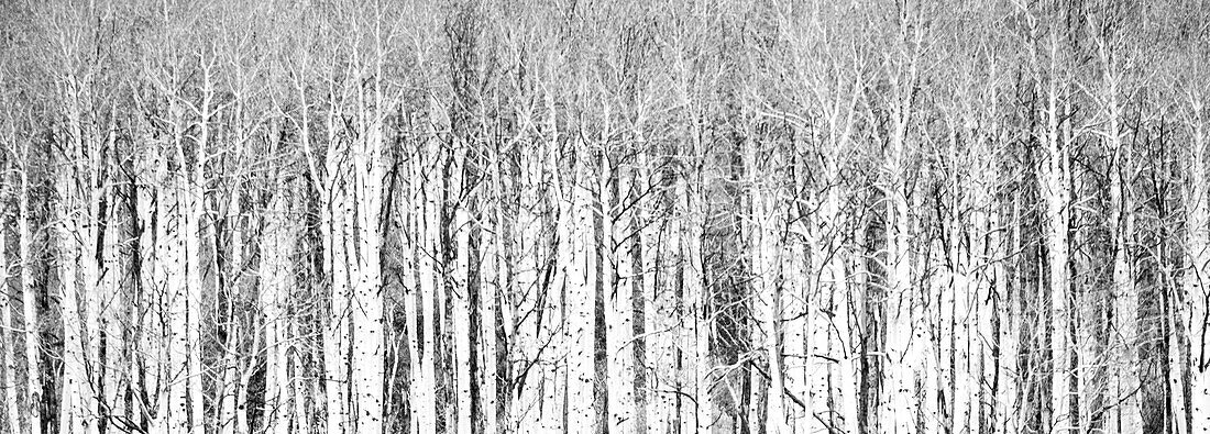 USA, Colorado, San Juan Mts. Aspen Trunks Panorama in Schwarz und Weiß.