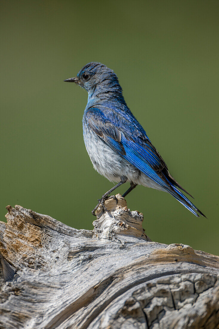 Mountain bluebird, Colorado, Rocky Mountains.