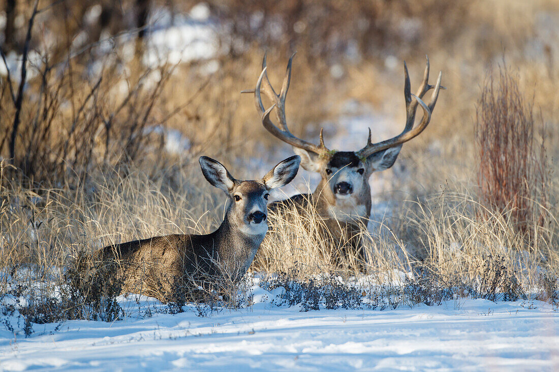 Mule Deer (Odocoileus Hemionus) Bock und Reh gebettet