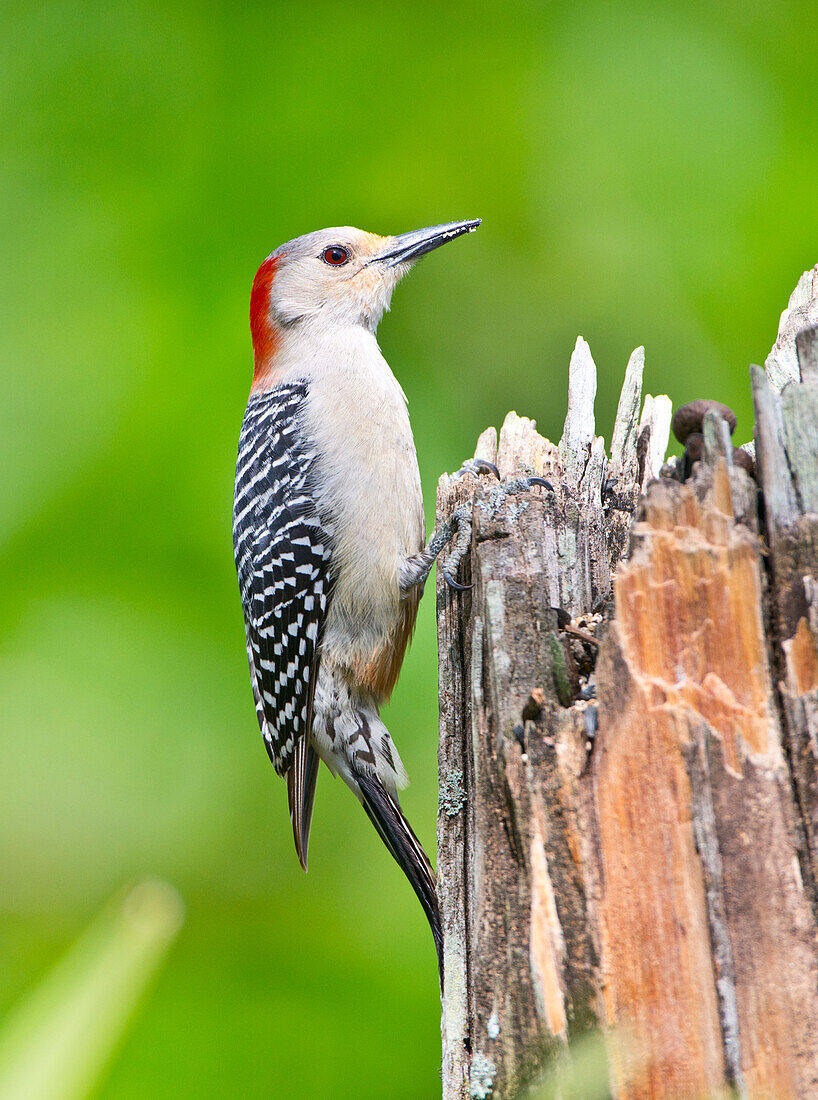 USA, Florida, Immokalee, Midney Home, Red-bellied Woodpecker Feeding on Stump