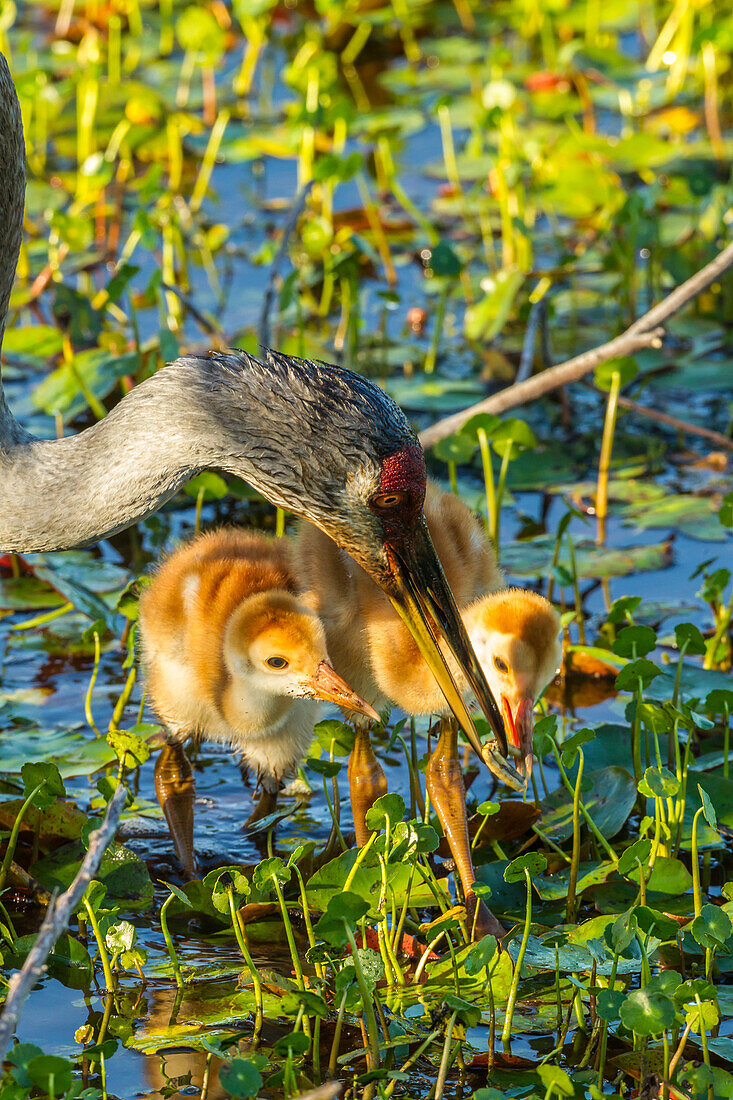 USA, Florida, Orlando Wetlands Park. Parent feeding sandhill crane chicks