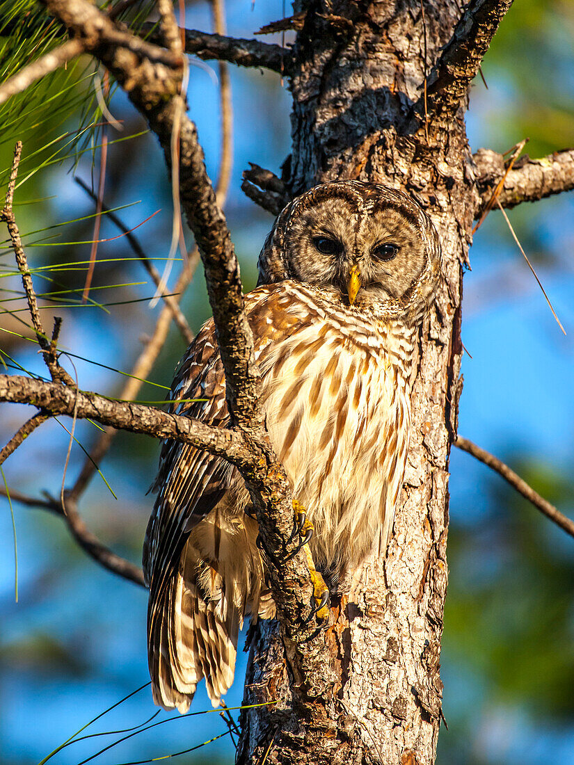 A camouflaged barred owl perches among tree branches during the day.