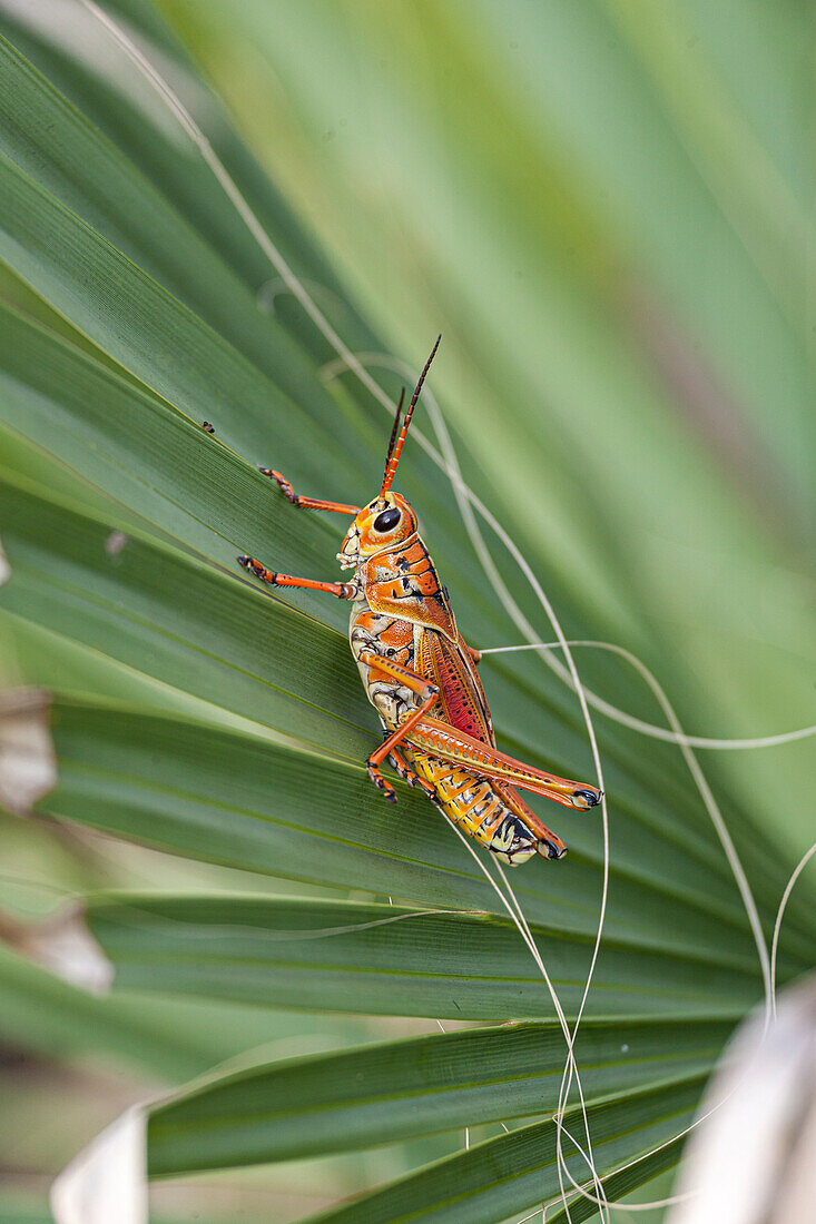 Erwachsene Lubber Heuschrecke auf Palmetto.