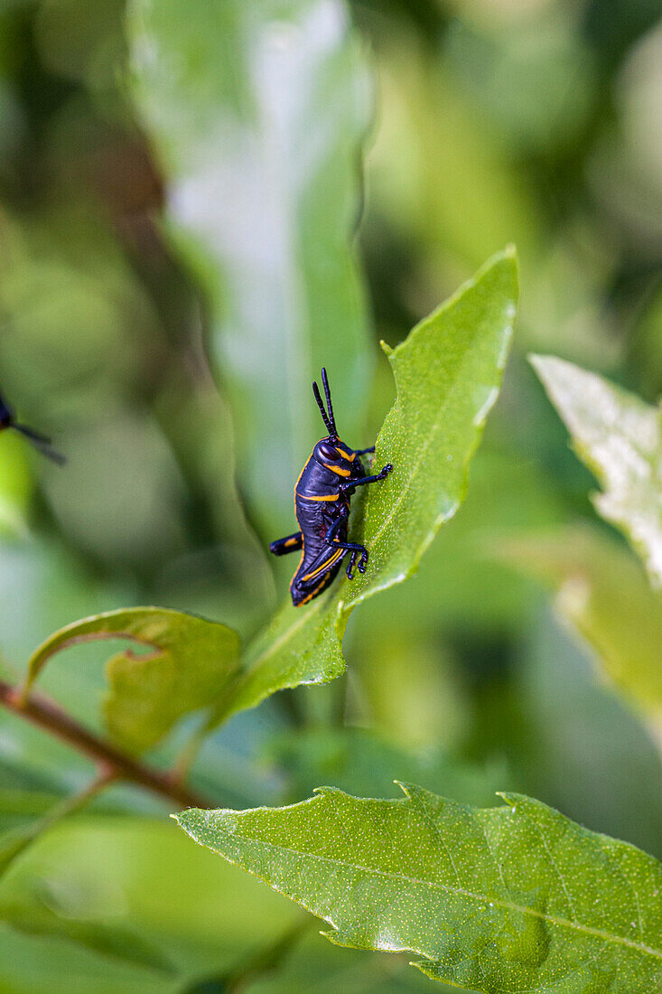 Nymph lubber grasshopper.