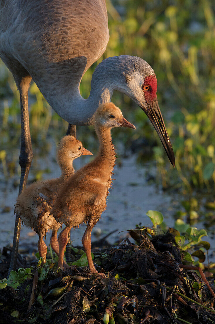 Kanadakranich mit beiden Fohlen im Nest, Grus Canadensis, Florida