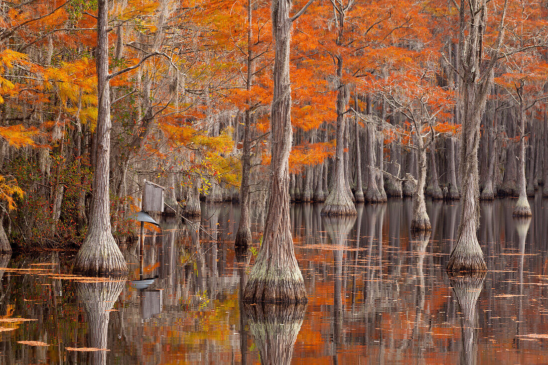 USA, George Smith State Park, Georgia. Fall cypress trees with wood duck box.