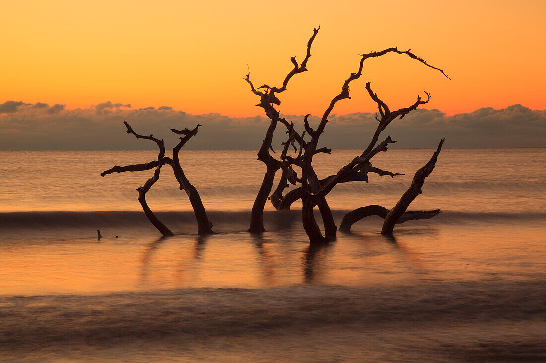 USA, Georgia. Jekyll Island, Driftwood Beach at sunrise.