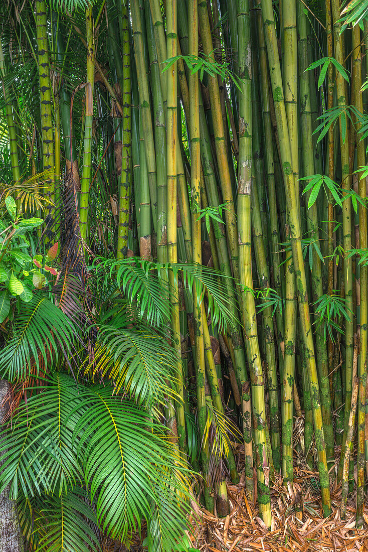 USA, Hawaii, Big Island von Hawaii. Bambus ist auf den Hawaii-Inseln an der Hamakua-Küste invasiv.