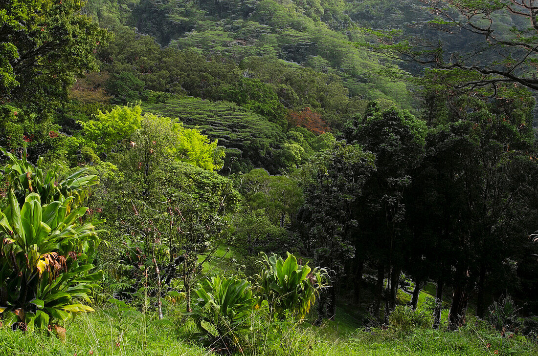 USA, Hawaii, Oahu, Honolulu. Lyon Arboretum-Landschaft über dem Manoa-Tal.