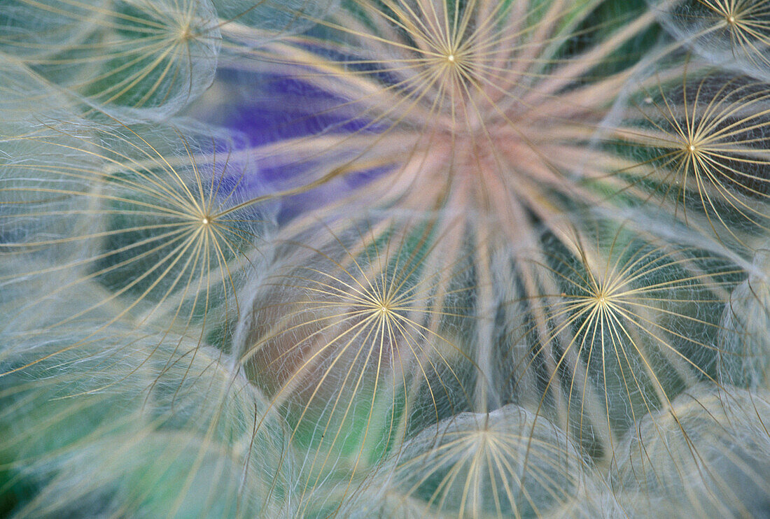 NA, USA, Idaho, Gennesse, Seed head design