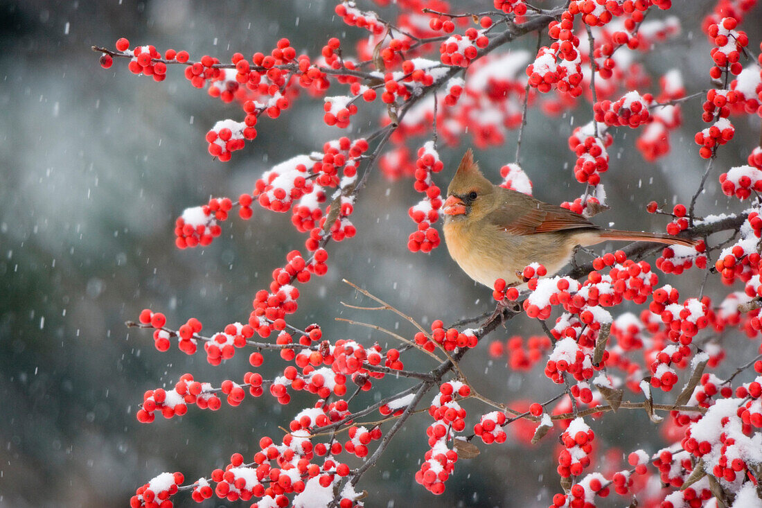 Northern Cardinal (Cardinalis cardinalis) female on Common Winterberry (Ilex verticillata) in snow Marion Co. IL