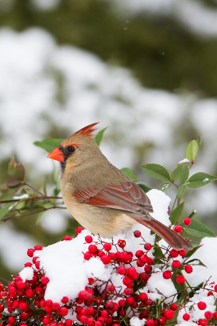 Nördlicher Kardinal (Cardinalis Cardinalis) Weibchen im Nandina-Busch (Nandina Domestica) im Winter Marion Co. IL
