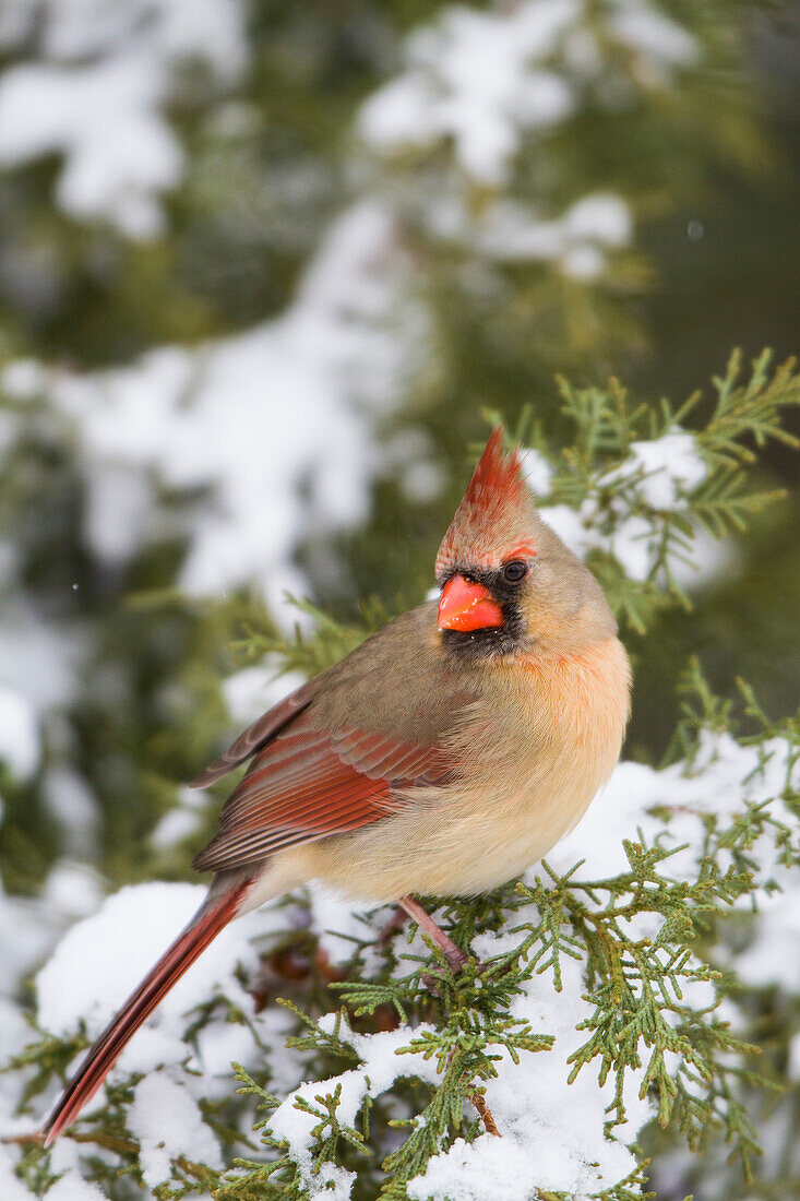 Nördlicher Kardinal (Cardinalis Cardinalis) Weibchen im Wacholderbaum (Juniperus keteleeri) im Winter Marion, Illinois, USA.
