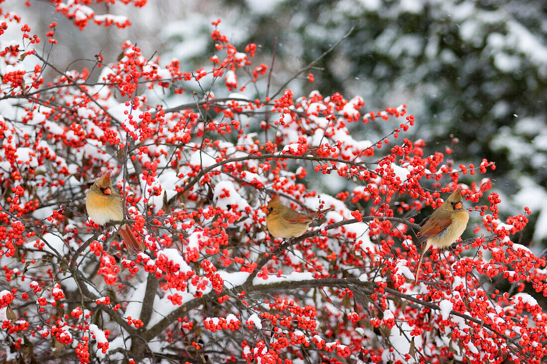 Nördliche Kardinäle (Cardinalis Cardinalis) Weibchen auf gemeinsame Winterbeere (Ilex Verticillata) im Schnee Marion, Illinois, USA.