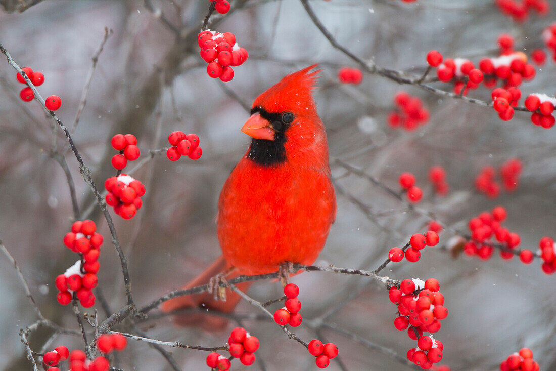 Northern Cardinal (Cardinalis Cardinalis) Männchen im gemeinsamen Winterberry Bush (Ilex Verticillata) im Winter, Marion County, Illinois