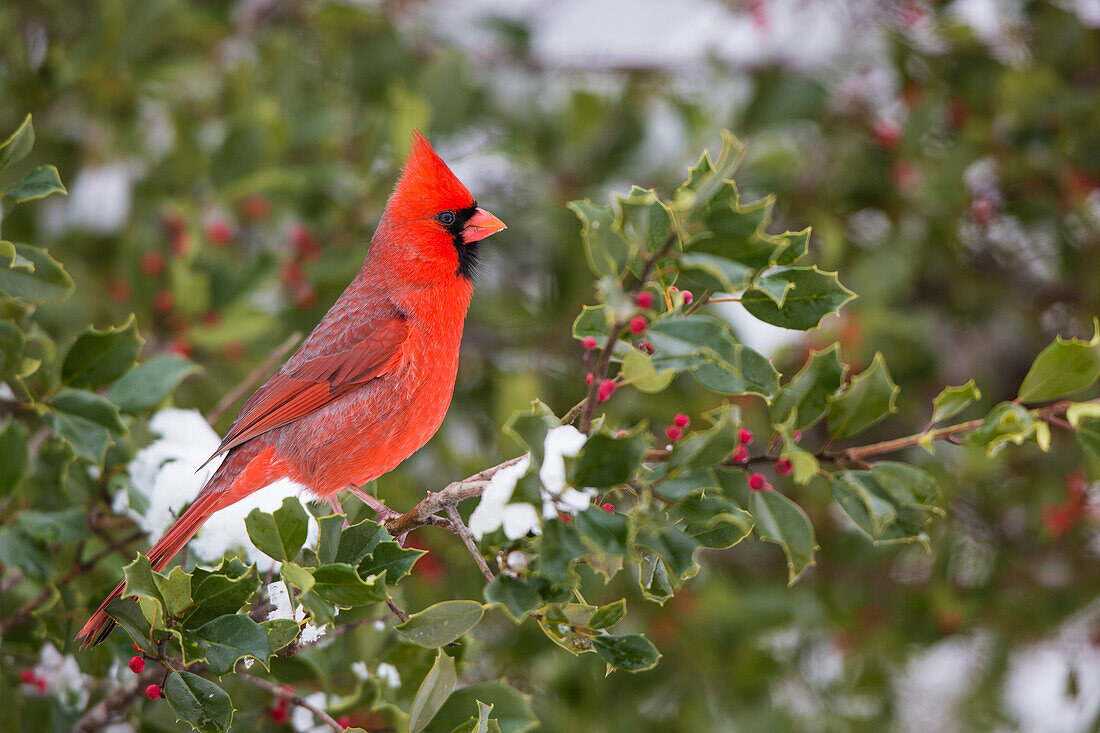 Northern Cardinal (Cardinalis Cardinalis) Männchen in American Holly Tree (Ilex opaca) im Winter, Marion County, Illinois