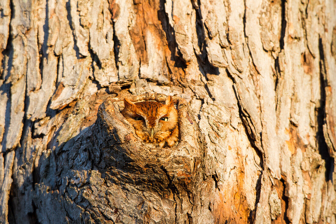 Eastern Screech-Owl (Megascops Asio) red phase, in tree cavity, Marion County, IL