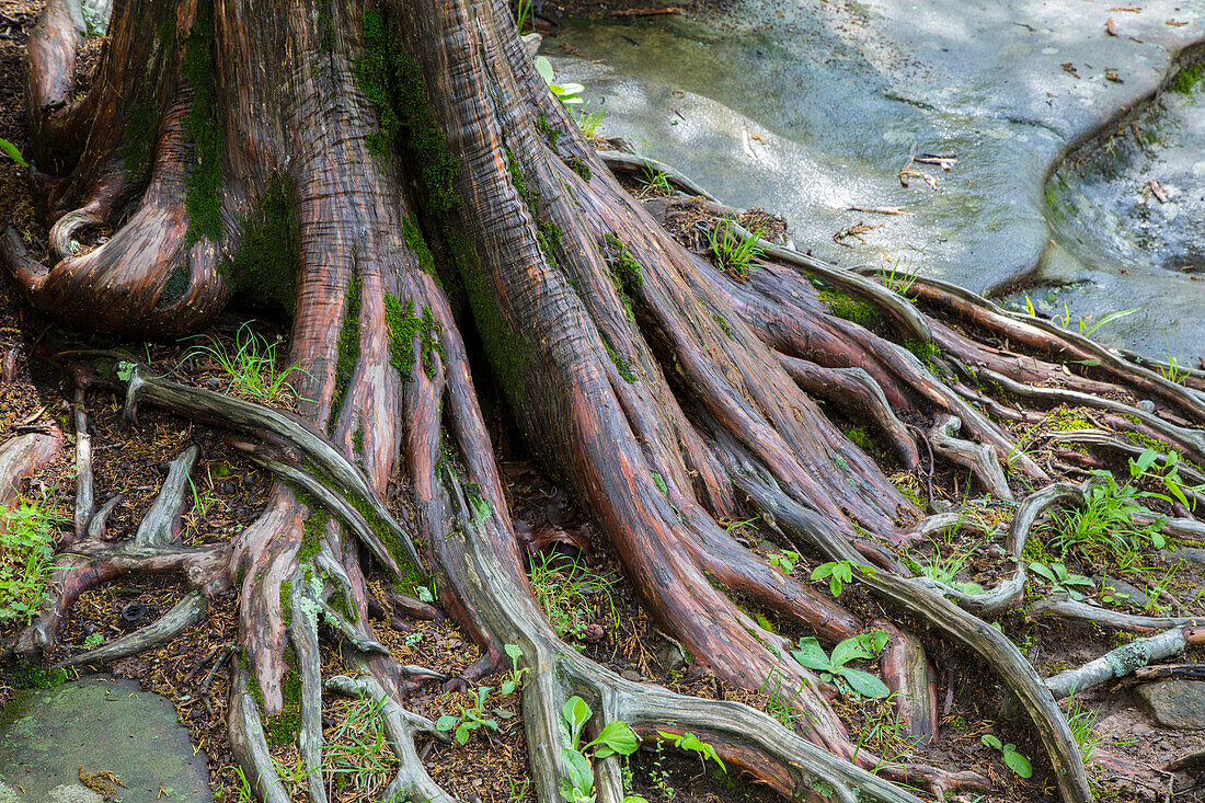 Red Cedar Tree (Juniperus Virginiana) Garten der Götter Recreation Area, Shawnee National Forest, Saline County, Illinois