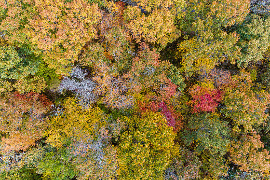 Aerial view of fall color trees. Marion County, Illinois, USA.