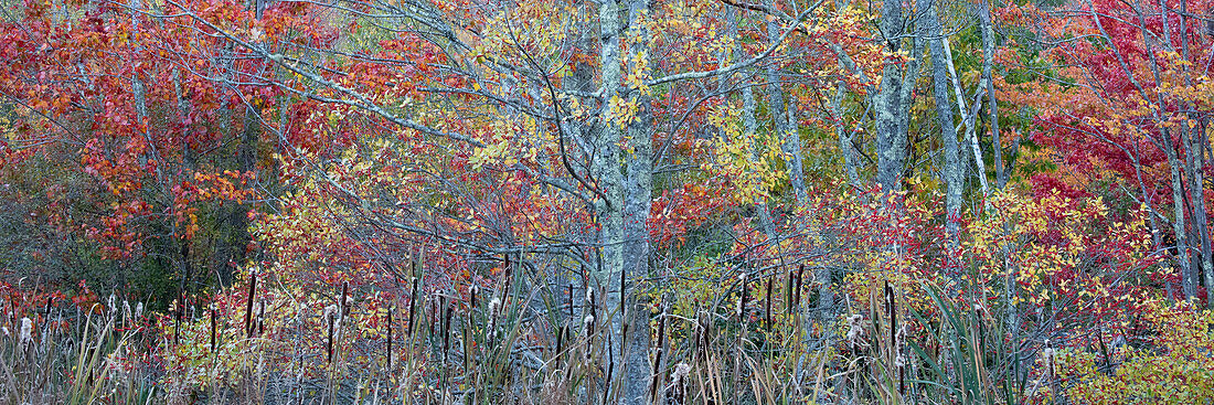 USA, Maine. Buntes Herbstlaub in den Wäldern von Sieur de Monts, Acadia National Park.
