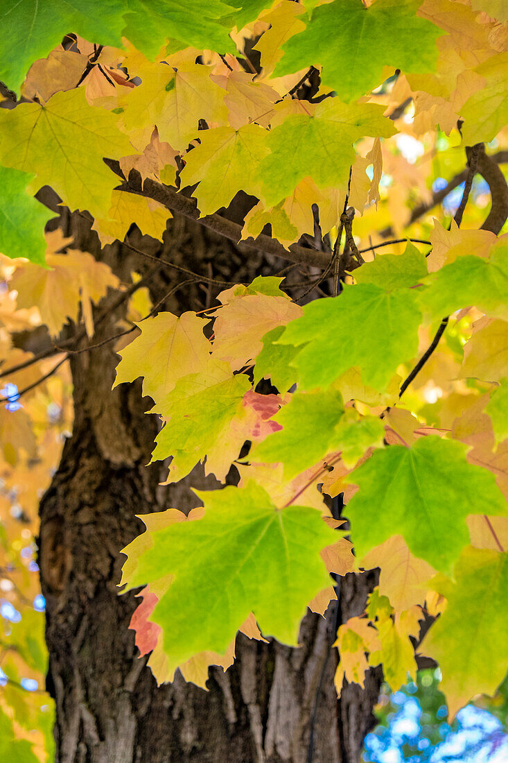 Buntes Herbstlaub, Massachusetts, USA.