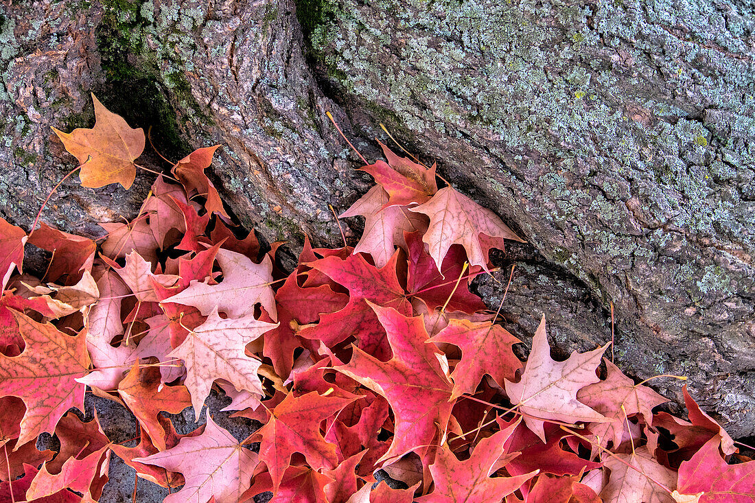 Red maple leaves, Massachusetts, USA.