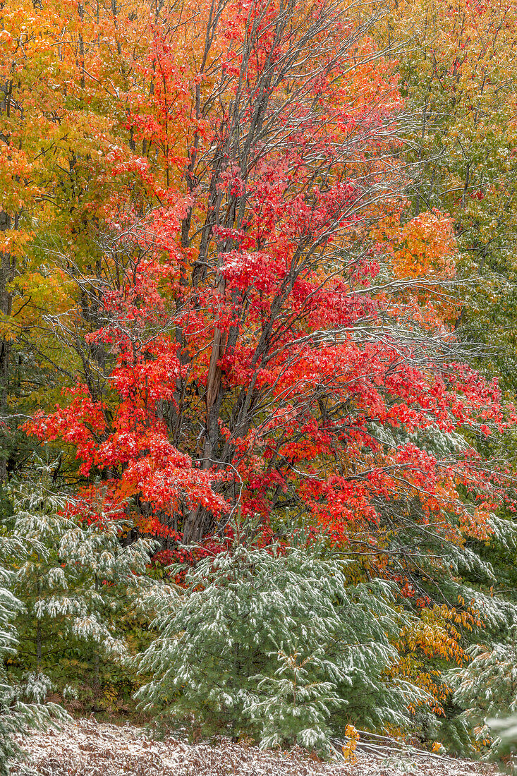 Leichtes Abstauben von Schnee auf Herbstfarben, Hiawatha National Forest, obere Halbinsel von Michigan.