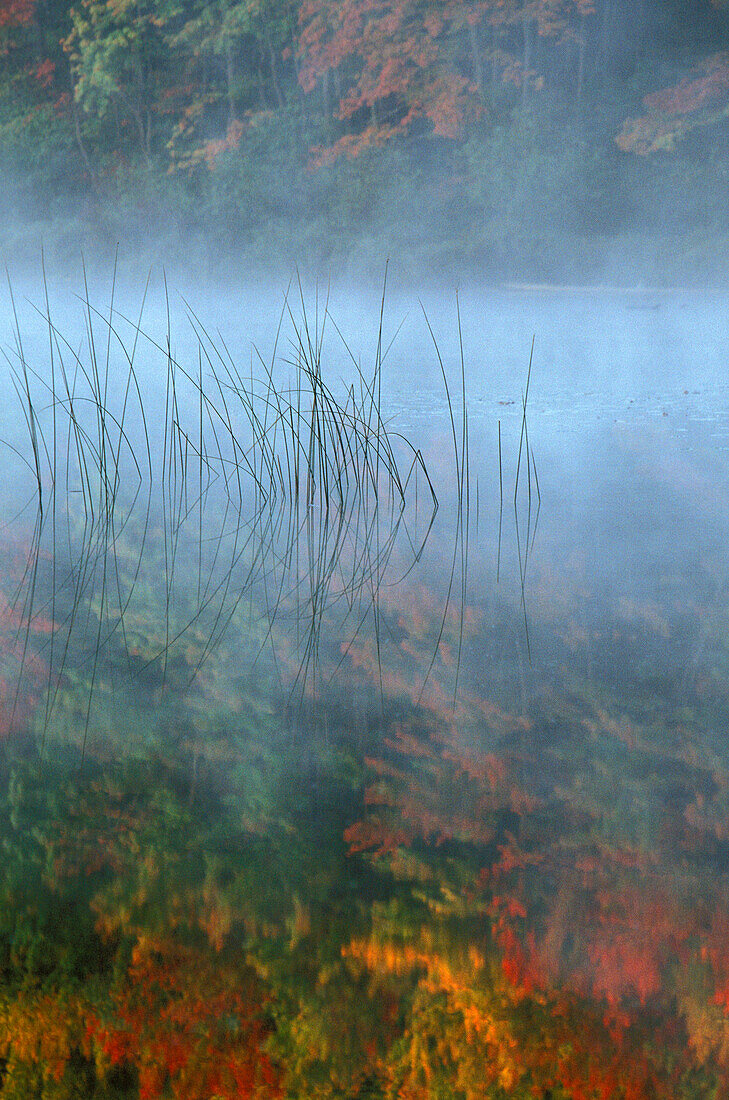 Nebel, Schilf und Herbstreflexion; Hiawatha National Forest, Ratssee; Wetmore, Michigan