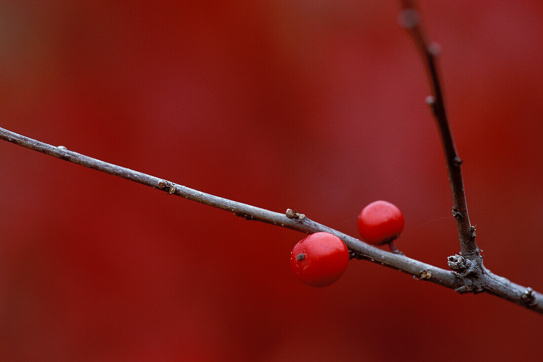 USA, Michigan, Two winterberry holly berries on leafless stem in autumn